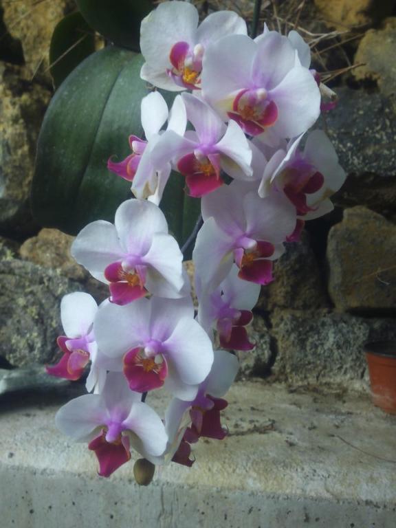 Villa Mamita Los Llanos De Aridane Exteriér fotografie